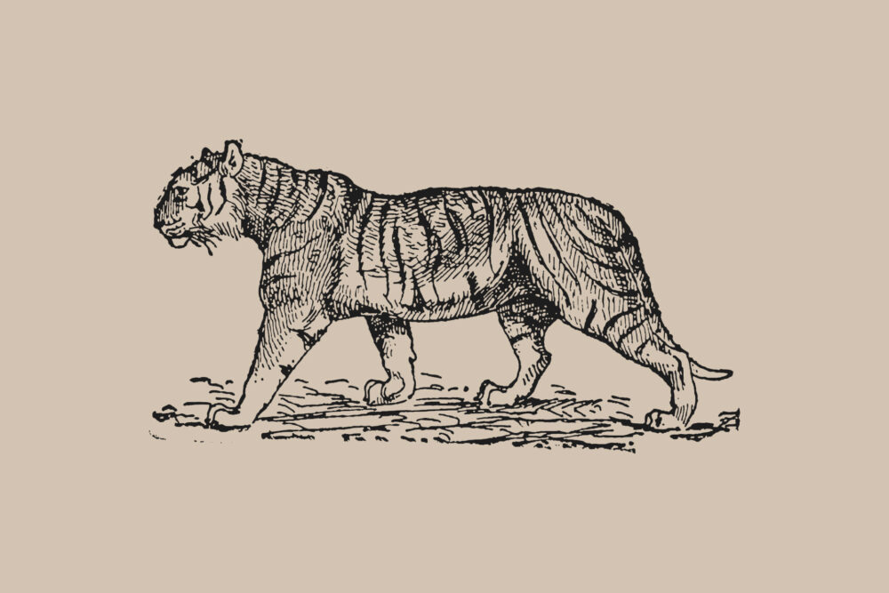 Tiger tattoo - history and symbolism