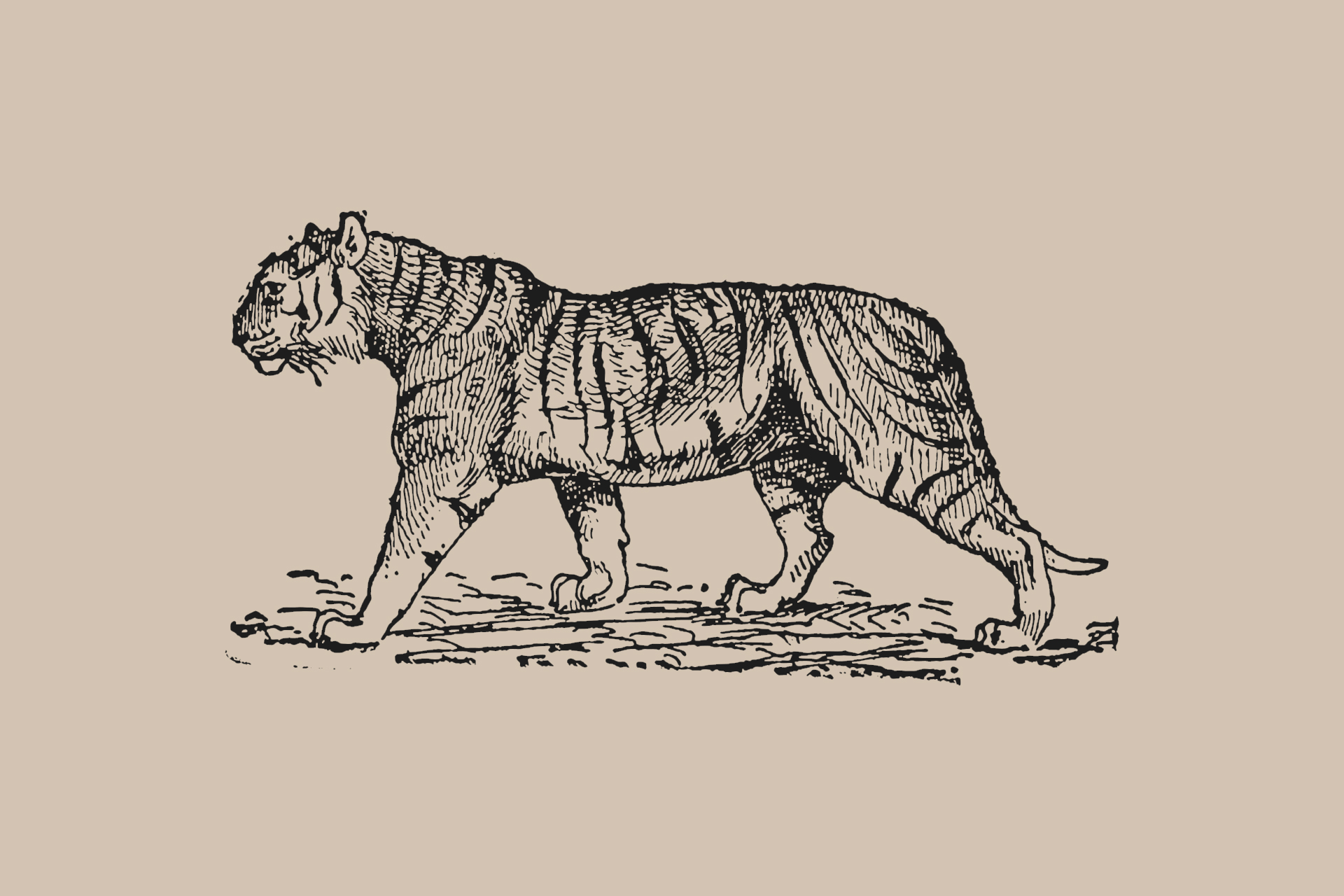 Tiger tattoo - history and symbolism